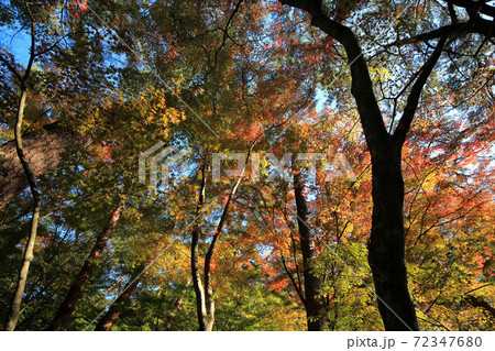 昇仙峡天鼓林の紅葉 72347680