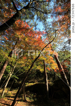 昇仙峡天鼓林の紅葉 昇仙峡天鼓林の紅葉 72347686