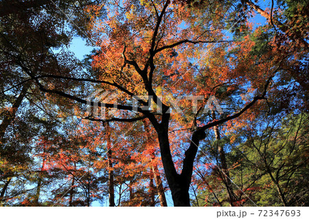 昇仙峡天鼓林の紅葉 昇仙峡天鼓林の紅葉 72347693