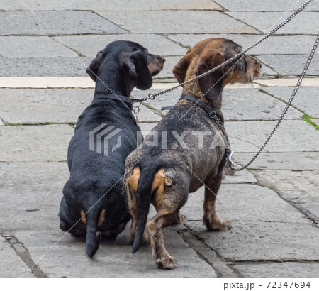 Dachshunds on leash - Venice Dachshunds on leash - Venice 72347694