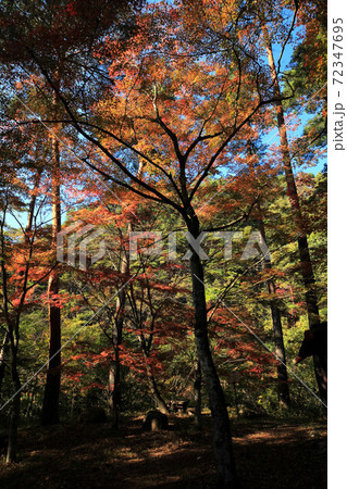 昇仙峡天鼓林の紅葉 昇仙峡天鼓林の紅葉 72347695