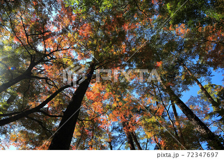 昇仙峡天鼓林の紅葉 昇仙峡天鼓林の紅葉 72347697