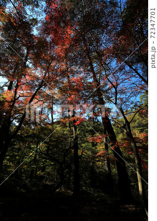 昇仙峡天鼓林の紅葉 昇仙峡天鼓林の紅葉 72347701