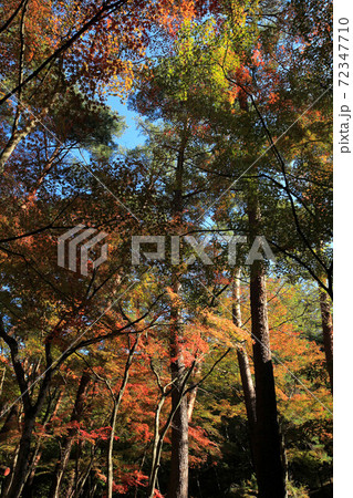 昇仙峡天鼓林の紅葉 昇仙峡天鼓林の紅葉 72347710