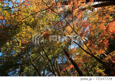 昇仙峡天鼓林の紅葉 昇仙峡天鼓林の紅葉 72347729