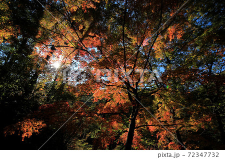 昇仙峡天鼓林の紅葉 72347732