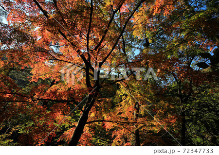 昇仙峡天鼓林の紅葉 昇仙峡天鼓林の紅葉 72347733