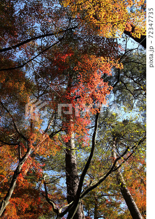 昇仙峡天鼓林の紅葉 昇仙峡天鼓林の紅葉 72347735