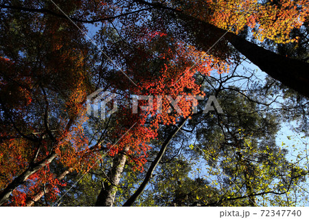 昇仙峡天鼓林の紅葉 昇仙峡天鼓林の紅葉 72347740