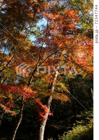 昇仙峡天鼓林の紅葉 昇仙峡天鼓林の紅葉 72347744