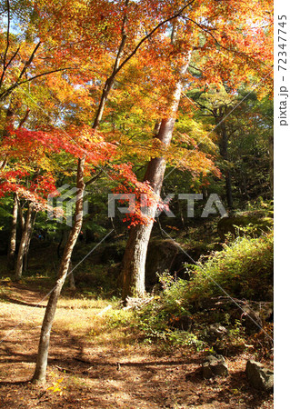 昇仙峡天鼓林の紅葉 昇仙峡天鼓林の紅葉 72347745