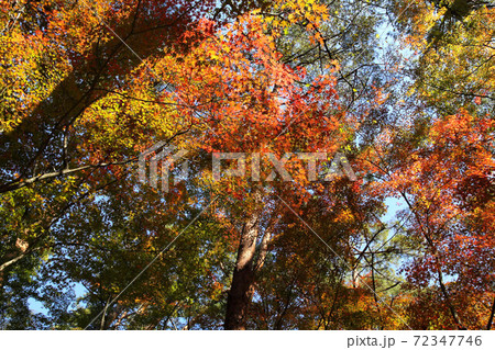 昇仙峡天鼓林の紅葉 昇仙峡天鼓林の紅葉 72347746