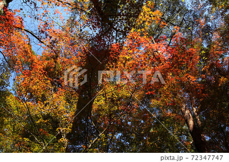 昇仙峡天鼓林の紅葉 昇仙峡天鼓林の紅葉 72347747