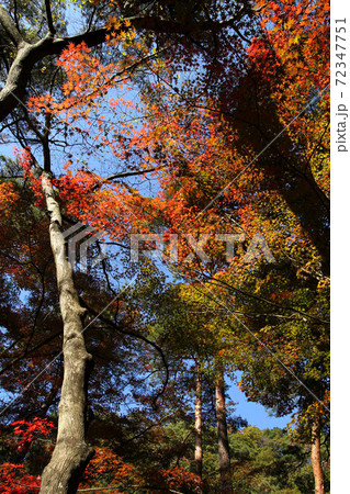 昇仙峡天鼓林の紅葉 昇仙峡天鼓林の紅葉 72347751