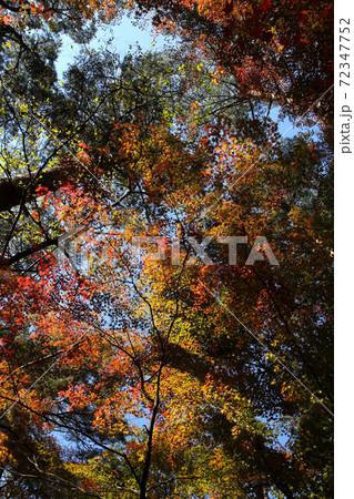 昇仙峡天鼓林の紅葉 昇仙峡天鼓林の紅葉 72347752