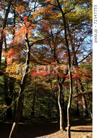 昇仙峡天鼓林の紅葉 昇仙峡天鼓林の紅葉 72347755