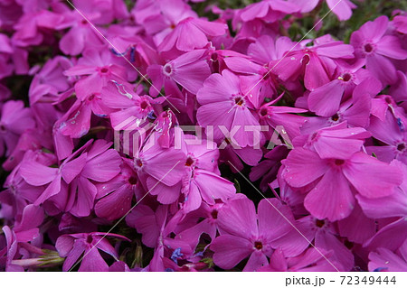 芝桜の写真素材