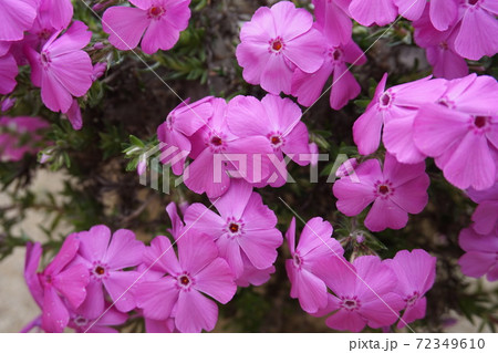 芝桜の写真素材