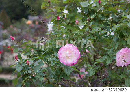 桃色薔薇の花。秋に咲く薔薇。 72349829