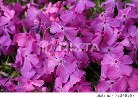 芝桜 72349967