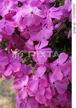 芝桜の写真素材