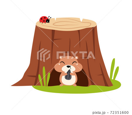 Funny Chipmunk as Forest Animal Pepped Out from Stump Hollow Vector Illustration Funny Chipmunk as Forest Animal Pepped Out from Stump Hollow Vector Illustration 72351600