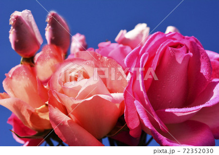 庭の薔薇たちの切り花 青空 花イメージ素材の写真素材