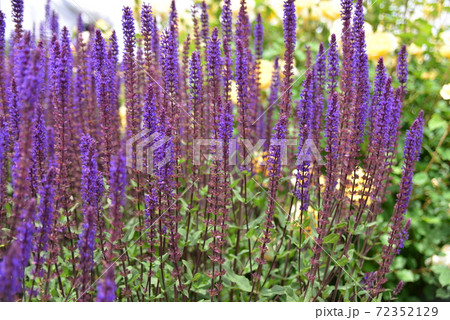 サルビアネモローサカラドンナ サルビアネモローサカラドンナ 72352129