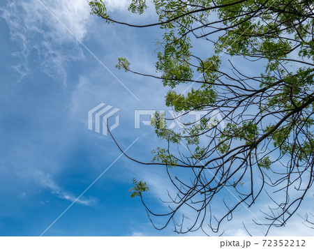 the view of the sea and the blue sky with cloud and branch of tree on the foreground 72352212