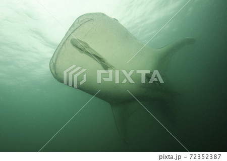 千葉にてジンベイザメ 72352387