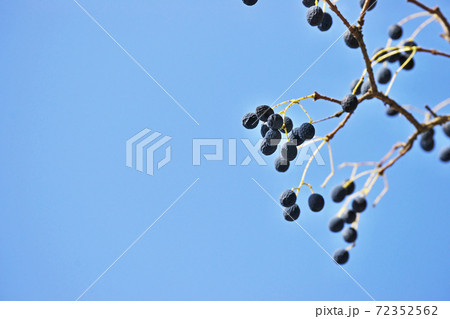 熟したヒトツバタゴの実 熟したヒトツバタゴの実 72352562