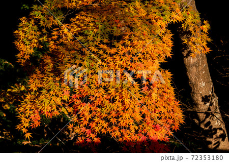 びっしりと紅葉 函館 びっしりと紅葉 函館 72353180
