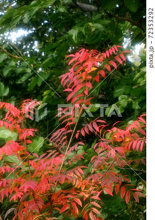 秋の風景:里山:紅葉。櫨:ハゼの葉 秋の風景:里山:紅葉。櫨:ハゼの葉 72353292