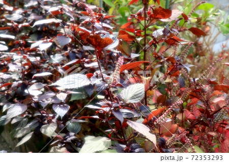 秋の風景:児童公園の脇の民家:庭の紅葉したチソの葉%実 秋の風景:児童公園の脇の民家:庭の紅葉したチソの葉%実 72353293