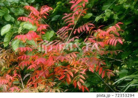 秋の風景:里山:紅葉。櫨:ハゼの葉 秋の風景:里山:紅葉。櫨:ハゼの葉 72353294