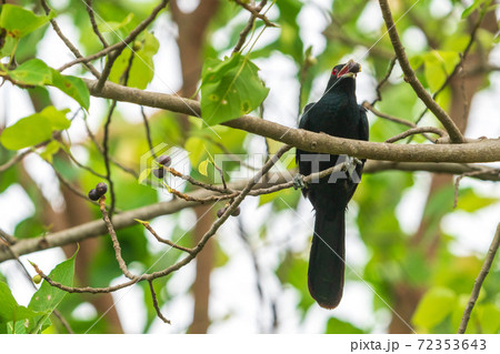 木に留まるオスのオニカッコウ 72353643