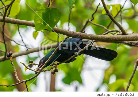 木に留まるオスのオニカッコウ 72353652