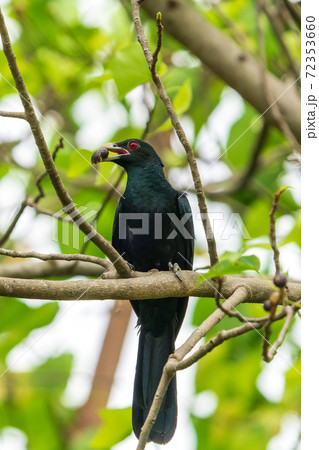 木に留まるオスのオニカッコウ 72353660
