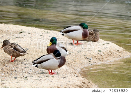 渡り鳥：水辺の鳥：冬鳥：天の川：マガモ 72353920