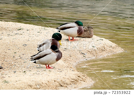 渡り鳥：水辺の鳥：冬鳥：天の川：マガモ 72353922