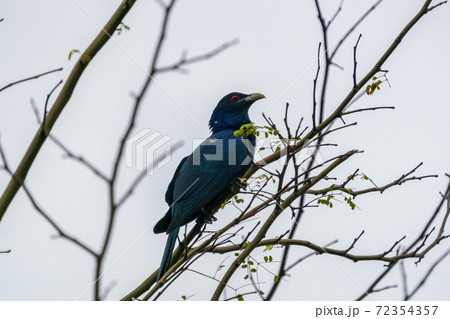 木に留まるオスのオニカッコウ 72354357