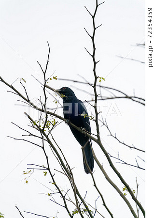 木に留まるオスのオニカッコウ 木に留まるオスのオニカッコウ 72354359