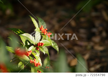 美しい赤い実をつけたセンリョウはお正月の縁起物の写真素材