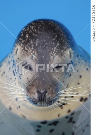 〔福井県・越前松島水族館・9月〕ゴマフアザラシ 履歴書風正面写真(背景色:水中) 〔福井県・越前松島水族館・9月〕ゴマフアザラシ 履歴書風正面写真(背景色:水中) 72355216
