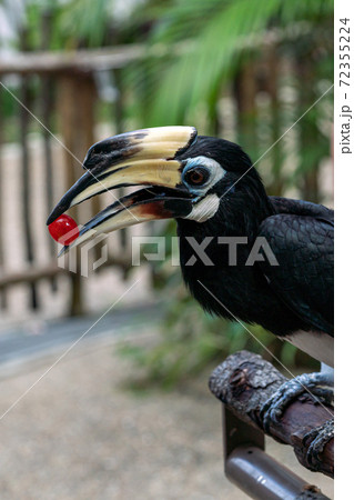 【サイチョウ】キタカササギサイチョウ 【サイチョウ】キタカササギサイチョウ 72355224