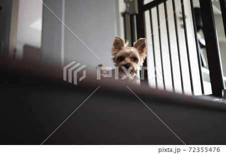Little Yorkshire Terrier stand and stare from the stairs. Yorkie Dog Little Yorkshire Terrier stand and stare from the stairs. Yorkie Dog 72355476