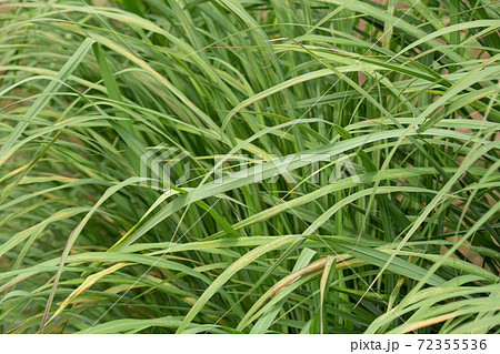 レモングラス（学名：Cymbopogon citratus）の葉（ハーブ、精油原料） 72355536