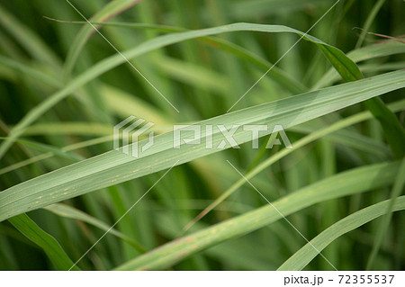レモングラス(学名:Cymbopogon citratus)の葉(ハーブ、精油原料) レモングラス(学名:Cymbopogon citratus)の葉(ハーブ、精油原料) 72355537