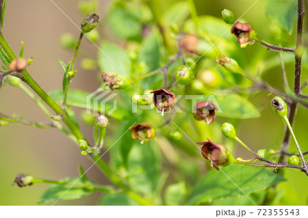 ゲンジン(玄参)の花、根が生薬原料、英名:Scrophularia root ゲンジン(玄参)の花、根が生薬原料、英名:Scrophularia root 72355543