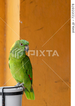 キエリボウシインコ クローズアップ 72355978